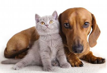 Передержка кошек и собак