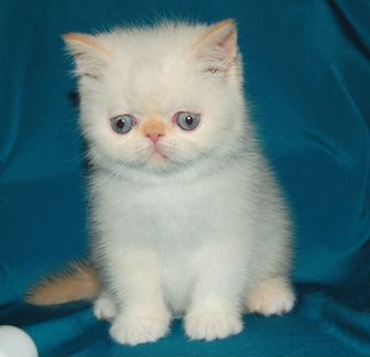 Плюшевые малыши (экзоты)