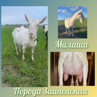 Козлята и козы дойные - фотография № 2