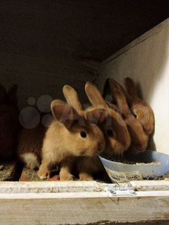 Кролики Бургундские, Мясная Порода Кроликов
