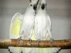 Попугай большой белый желтохохлый пара