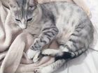Бенгальская кошка мраморная