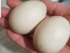 Инкубационное яйцо тяжелой индоутки, кур объявление продам