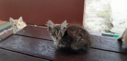 Котята в дар