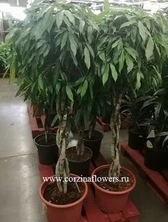 Фикус биннедика Амстел Кинг переплетенный 160-180