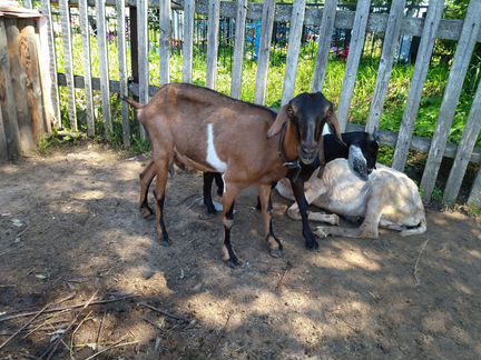 Нубийские козы дойные - фотография № 3