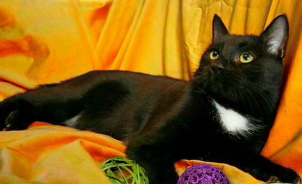 Сэр Чарли, котик в дар