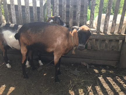Ламанча-нубийские козы и нубийский козел - фотография № 7