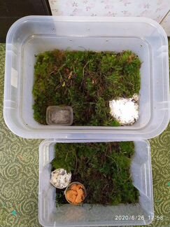 Готовый контейнер для улиток Редактировать