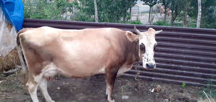 Корова и теленок - фотография № 1