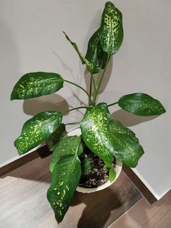 Диффенбахия