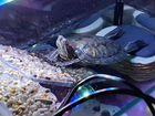 Красноухая черепашка с аквариумом и едой объявление продам