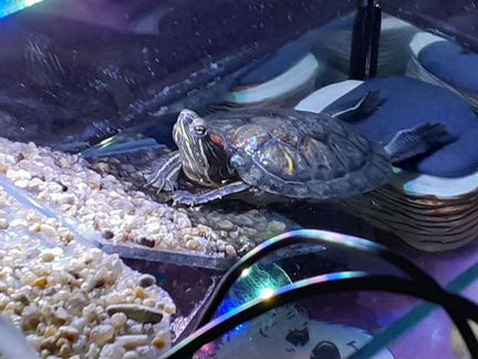 Красноухая черепашка с аквариумом и едой