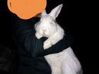 Крольчата Белый паннон объявление продам