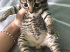 Котик в добрые руки (Мама-японский бобтейл) объявление продам