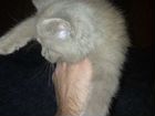 Котёнок метис объявление продам