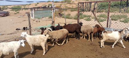 Овцы бараны ягнята - фотография № 7