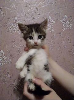 Котенок мальчик Тиня в дар 1,5 мес