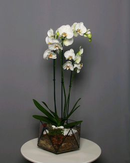 Флорариум, доставка цветов