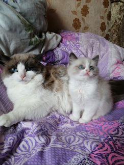 Пушистики рэгдолл мальчишечки