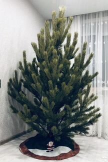 Елки русские живые