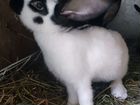 Кролики породы Немецкий пестрый великан (Строкач) объявление продам