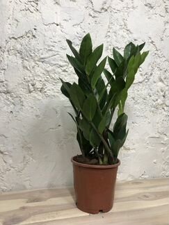 Замиокулькас Zamiifolia