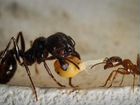 Messor structor муравьи жнецы