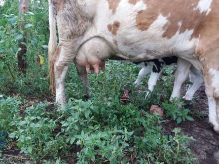 Корова дойная молочная с теленком - фотография № 3