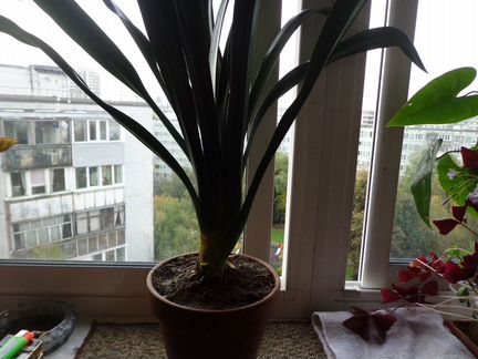 Кливия, комнатный цветок