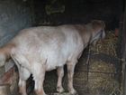 Нубийский козел на огул или продам