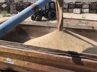 Пшеница, Ячмень, 40 кг объявление продам