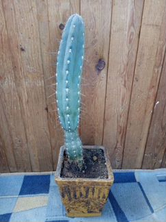 Кактус в горшке