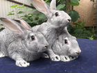Кролики Советская шиншилла объявление продам