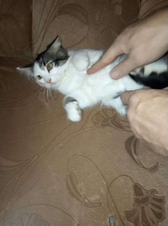 Кошки в добрые руки
