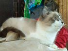 Балинезийский котик объявление продам