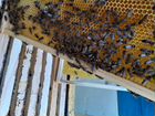 Продам пчелосемьи на высадку объявление продам
