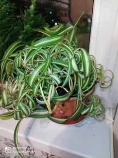 Хлорофитум кудрявый