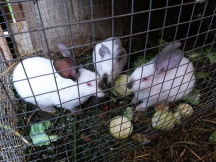 Продаются крольчата и кролики