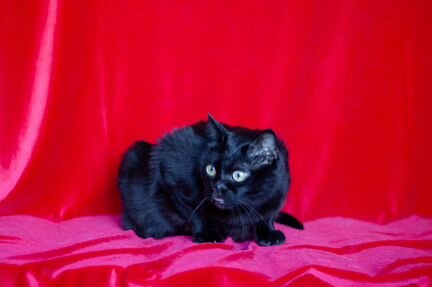 Кот Чернослив, 6 лет