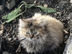 Сибирские котята 3 месяца