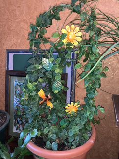 Фикус вьющийся