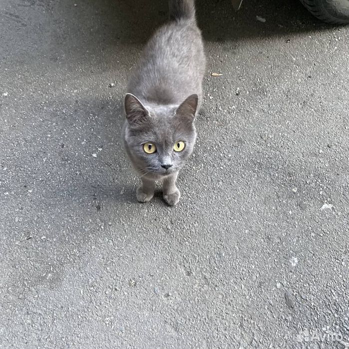 Потерялась кошка