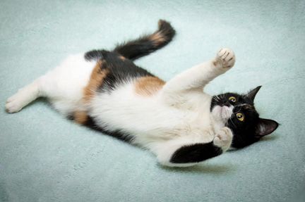 Кошка в добрые руки