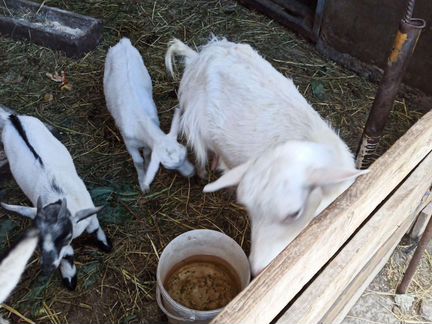 Заанненские козы в Коркино - фотография № 1