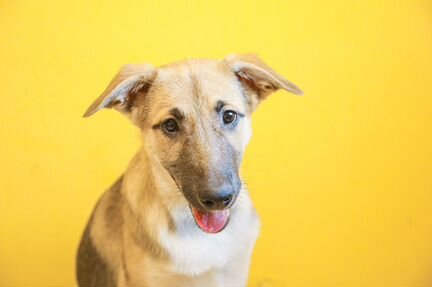 Зайка щенок метис помесь овчарки в добрые руки