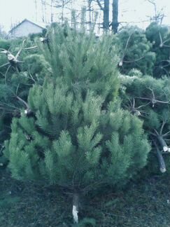 Живые елки всех размеров