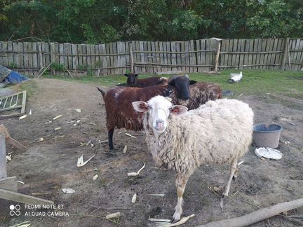 2 овцы и баран на развод - фотография № 2