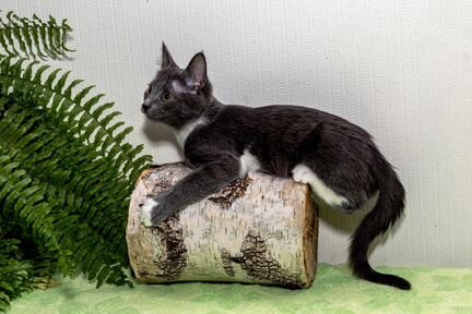 Котик в добрые руки