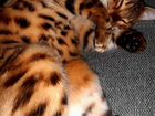 Бенгальский кот. Вязка объявление продам
